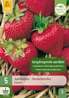 Aardbei Fragaria Elsanta 5st