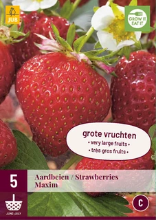 Aardbei Fragaria Maxim 5st