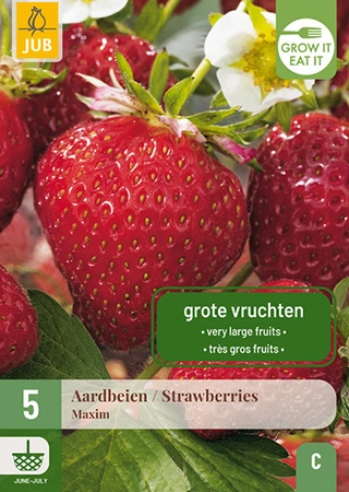 Aardbei Fragaria Maxim 5st