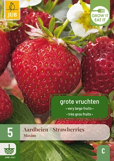 Aardbei Fragaria Maxim 5st