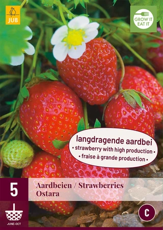 Aardbei Fragaria Ostara 5st