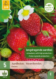 Aardbei Fragaria Ostara 5st