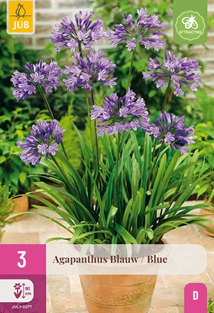 Agapanthus Blauw 3st