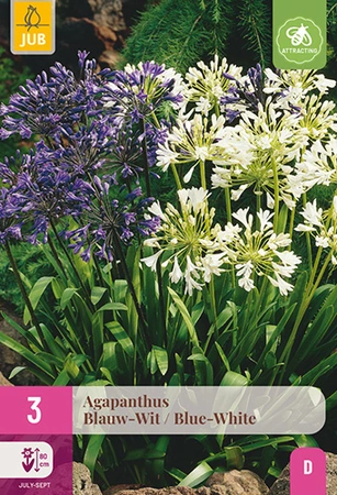 Agapanthus Blauw-wit 3st
