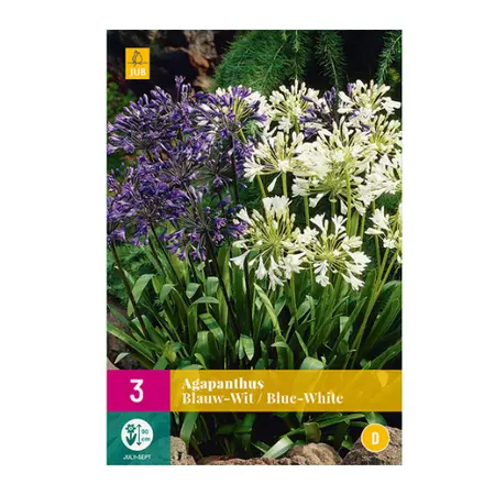 Agapanthus Blauw-wit 3st