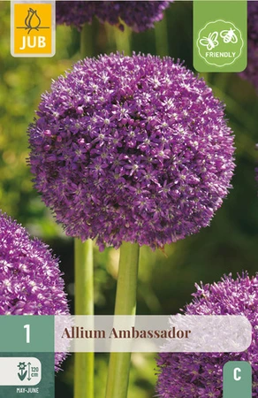 Allium Ambassador - 1 bloembol