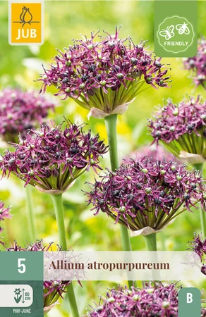Allium Atropurpureum - 5 bloembollen
