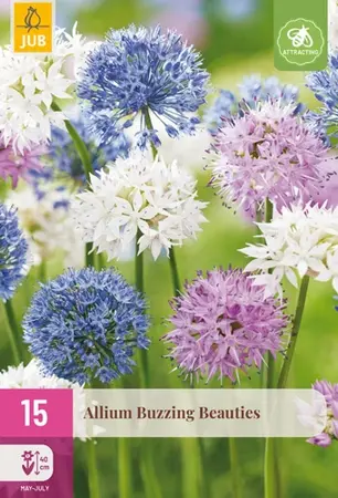 Allium Buzzing Beauties - 15 bloembollen