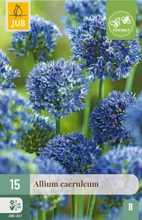 Allium caeruleum - 15 bloembollen