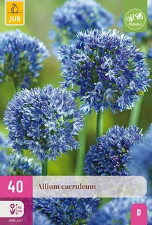 Allium Caeruleum - 40 bloembollen