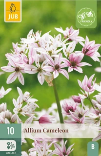 Allium Cameleon - 10 bloembollen