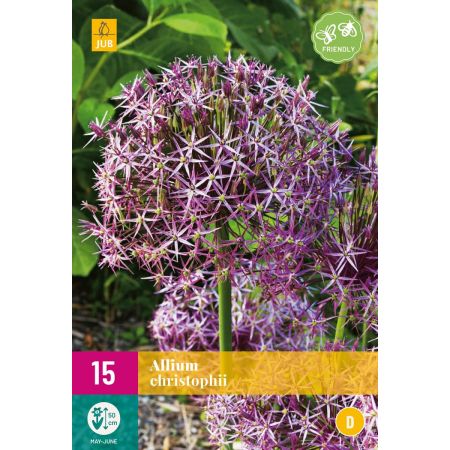 Allium christophii - 15 bloembollen