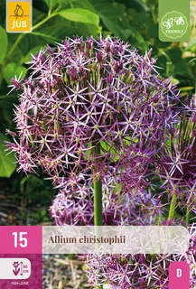 Allium christophii - 15 bloembollen