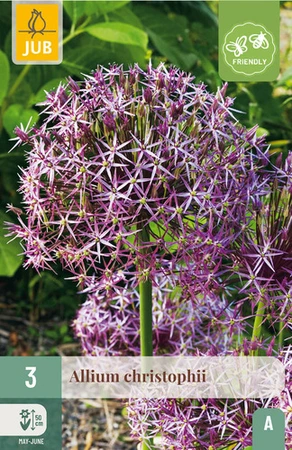 Allium christophii - 3 bloembollen