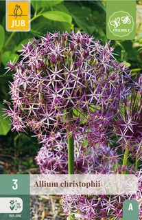 Allium christophii - 3 bloembollen