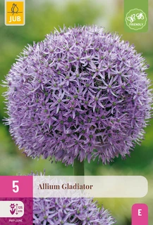 Allium Gladiator - 5 bloembollen