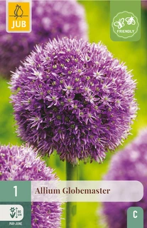 Allium Globemaster - 1 bloembol
