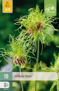 Allium Hair - 10 bloembollen