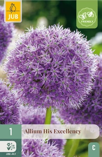 Allium His Excellency - 1 bloembol