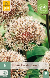 Allium Karataviense - 5 bloembollen