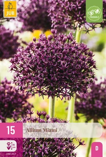 Allium Miami - 15 bloembollen
