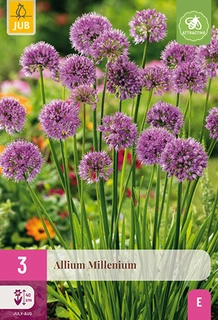 Allium Millenium 3st