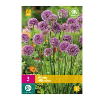 Allium Millenium 3st