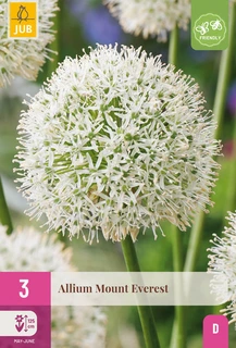 ALLIUM MOUNT EVEREST 16/18