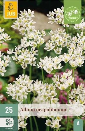 Allium neapolitanum - 25 bloembollen