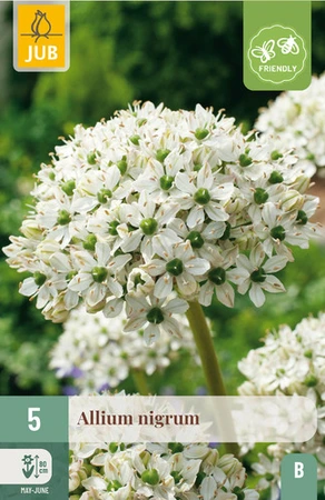 Allium Nigrum - 5 bloembollen