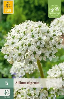 Allium Nigrum - 5 bloembollen