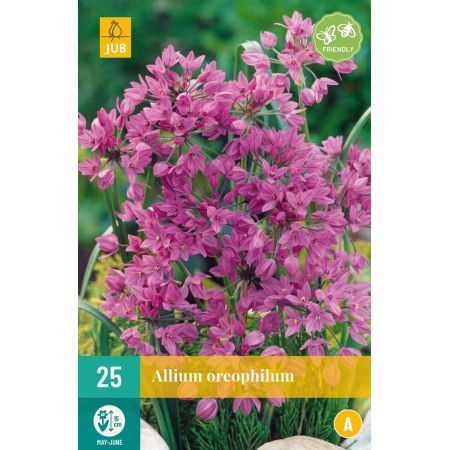 Allium oreophilum - 25 bloembollen