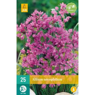 Allium oreophilum - 25 bloembollen