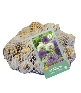 Allium paars/wit mix - 40 bloembollen