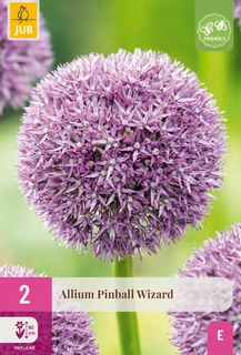 Allium Pinball Wizard - 2 bloembollen