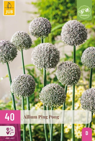 Allium Ping Pong - 40 bloembollen