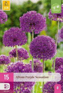 Allium Purple Sensation - 15 bloembollen