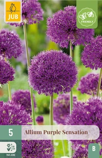 Allium Purple Sensation  - 5 bloembollen