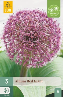 Allium Red Giant - 3 bloembollen