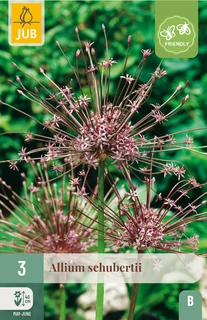 Allium Schubertii - 3 bloembollen