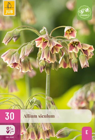 Allium Siculum - 30 bloembollen