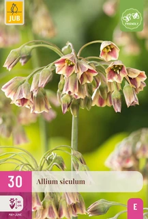 Allium Siculum - 30 bloembollen