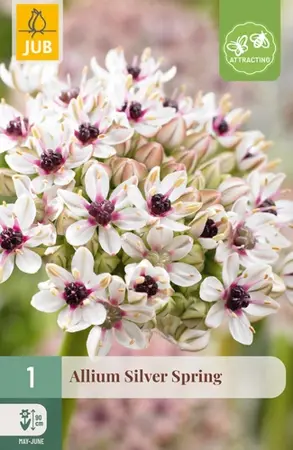 Allium Silver Spring - 1 bloembol
