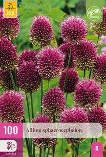 Allium sphaerocephalon - 100 bloembollen