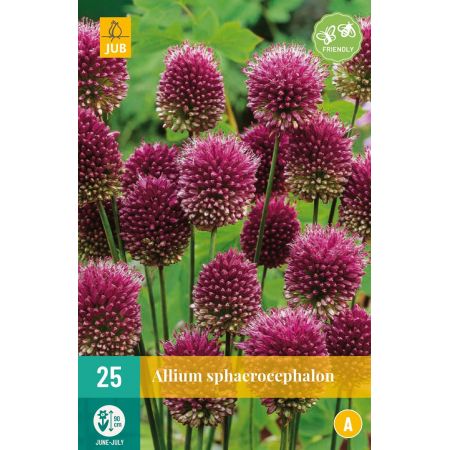 Allium sphaerocephalon - 25 bloembollen