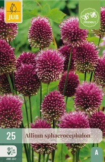 Allium sphaerocephalon - 25 bloembollen