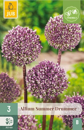 Allium Summer Drummer - 3 bloembollen