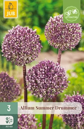 Allium Summer Drummer - 3 bloembollen