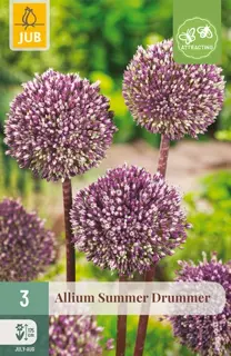 Allium Summer Drummer - 3 bloembollen