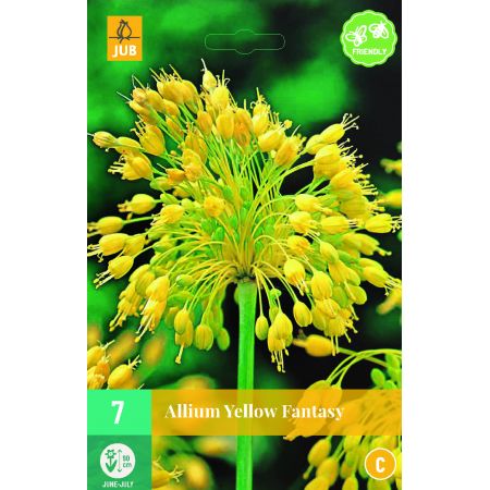 Allium Yellow Fantasy - 7 bloembollen